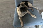 Un Bullpug allongé sur une chaise et regardant vers la caméra
