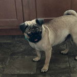 Un Bullpug sur un sol carrelé et semblant détendu 