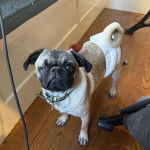 Un Bullpug sur un plancher et portant un collier autour du cou