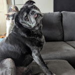 Un Bullpug assis sur un canapé et semblant détendu 