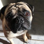 Un Bullpug sur un sol carrelé et portant un collier autour du cou 