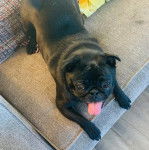 Un Bullpug sur un canapé et tirant la langue 