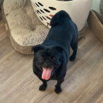 Un Bullpug sur un plancher et ayant la langue pendante 