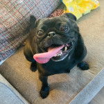 Un Bullpug assis sur un canapé et tirant la langue 