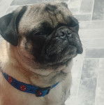 Un Bullpug sur un sol carrelé et portant un collier autour du cou
