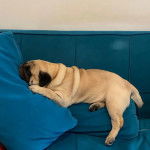 Un Bullpug allongé sur un canapé et semblant dormir 