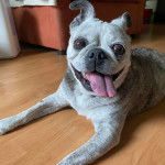 Un Bullpug allongé sur un plancher et tirant la langue 