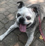 Un Bullpug tirant la langue et qui est tenu en laisse