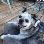 Un Bullpug allongé sur un oreiller et portant un harnais 