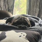 Un Bullpug allongé sur un lit et semblant dormir 