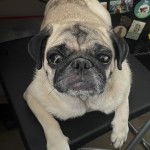 Un Bullpug allongé sur une table et regardant vers la caméra 