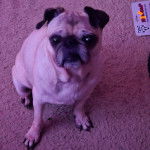 Un Bullpug assis sur une moquette et regardant vers la caméra 