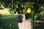 Un Bullpug assis sous un arbre