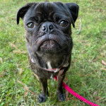 Un Bullpug sur une surface herbacée et qui est tenu en laisse 