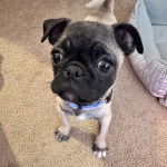 Un Bullpug sur une moquette et portant un collier autour du cou