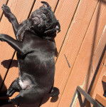 Un Bullpug allongé sur un plancher et regardant vers la caméra 