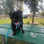 Un Bullpug tirant la langue et qui est tenu en laisse 