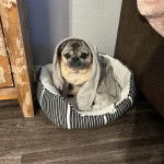 Un Bullpug assis dans un panier et ayant une serviette sur la tête 