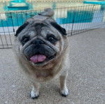 Un Bullpug sur une surface bétonnée et tirant la langue 