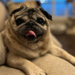 Un Bullpug allongé sur un canapé et tirant la langue 