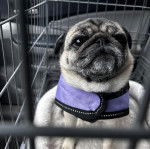 Un Bullpug assis dans une cage et portant un harnais 
