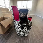 Un Bullpug allongé sur une chaise et semblant détendu