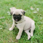 Un Bullpug assis sur un terrain herbeux et portant un collier autour du cou