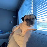 Un Bullpug allongé sur un canapé et regardant vers la caméra 