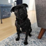 Un Bullpug assis sur un tapis et portant un harnais