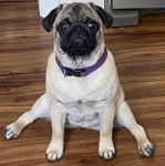 Un Bullpug assis sur un plancher et portant un collier autour du cou