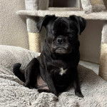 Un Bullpug assis dans un panier et regardant vers la caméra 