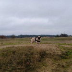 Un Bullpug sur un terrain herbeux et qui est tenu en laisse