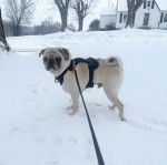 Un Bullpug sur une surface enneigée et qui est tenu en laisse 