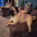 Un Bullpug allongé sur un canapé et semblant détendu