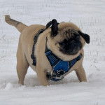 Un Bullpug sur une surface enneigée et portant un harnais 