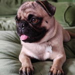 Un Bullpug tirant la langue et portant un collier autour du cou