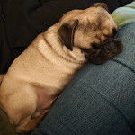 Un Bullpug allongé sur un canapé et semblant dormir 