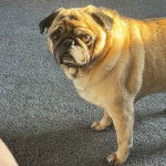 Un Bullpug sur une moquette et regardant vers la caméra