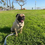 Un Bullpug assis sur une surface gazonnée et qui est tenu en laisse