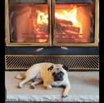 Un Bullpug allongé devant une cheminée et regardant vers la caméra