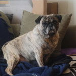 Un Bullpug sur un canapé et regardant vers la caméra 