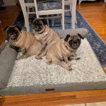 Trois Bullpug assis dans un panier et portant tous les trois des colliers autour de leurs cous