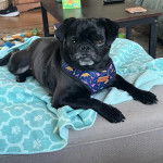 Un Bullpug allongé sur un canapé et portant un harnais