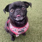 Un Bullpug assis sur une surface gazonnée et portant un harnais