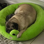 Un Bullpug allongé dans un panier et semblant détendu 