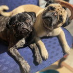 Deux Bullpug allongé sur une chaise et semblant tous les deux détendus 