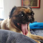 Un Bullpug allongé et ayant la langue pendante