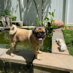 Un Bullpug tirant la langue et regardant vers la caméra 