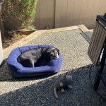 Un Bullpug allongé dans un panier et regardant vers la caméra 