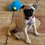 Un Bullpug assis sur un tapis et portant un collier autour du cou